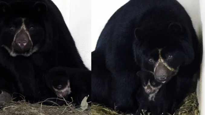 La cría de oso de anteojos fue presentada por primera vez hoy.