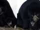 La cría de oso de anteojos fue presentada por primera vez hoy.