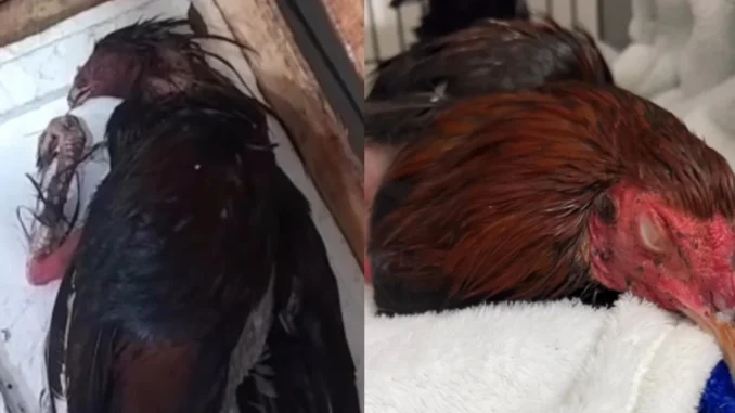 Maltrato animal, Itagüí, gallo de pelea, Manejo Humanitario, video, viral, Q’Hubo Medellín
