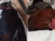 Maltrato animal, Itagüí, gallo de pelea, Manejo Humanitario, video, viral, Q’Hubo Medellín