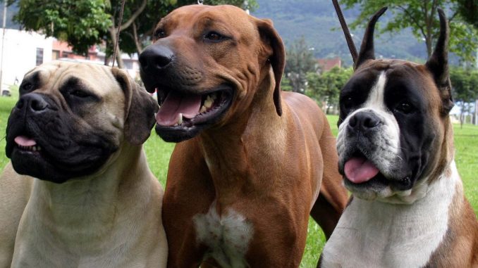 Perros en Colombia