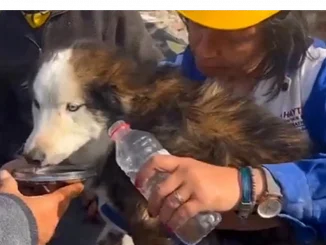 El rescate milagro se dio en Turquía, de entre los escombros del terremoto.
