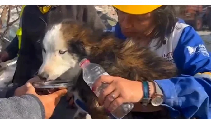 El rescate milagro se dio en Turquía, de entre los escombros del terremoto.