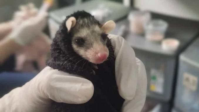 Las zarigueyas fueron rescatadas en Bello y tendrán que permanecer bajo atención veterinaria