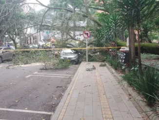 Árbol cayó en el primer parque de Laureles y dejó un lesionado