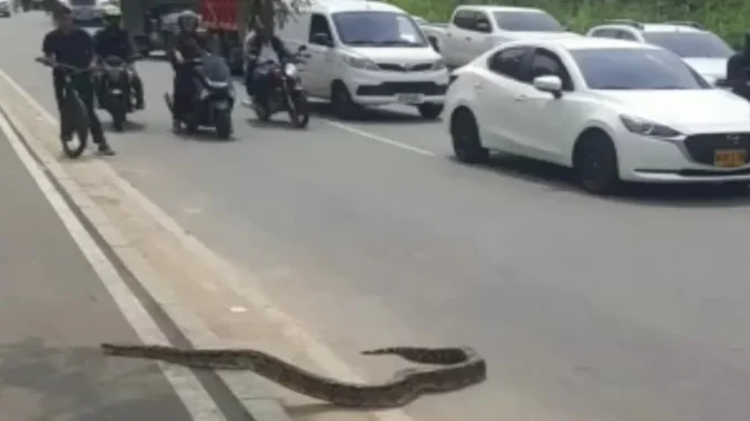 Una boa apareció en plena Regional Norte y paralizó el tráfico
