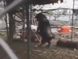La aterradora historia que le salió a la cabra que camina en dos patas