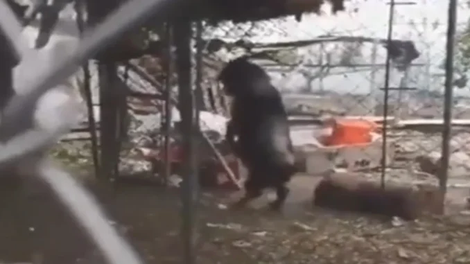 La aterradora historia que le salió a la cabra que camina en dos patas