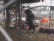La aterradora historia que le salió a la cabra que camina en dos patas