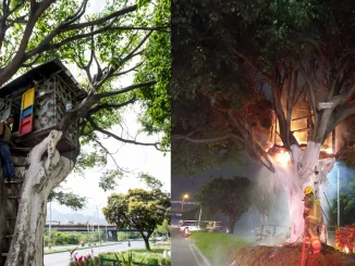 casa en el árbol