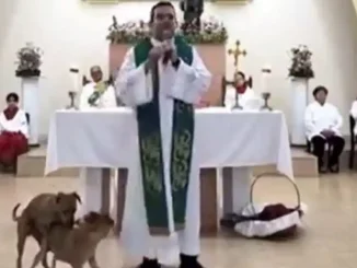 perros iglesia