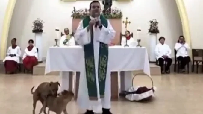 perros iglesia