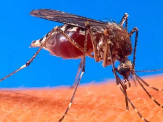 Alerta por dengue en Colombia
