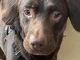 Coco es considerado el primer perro diagnosticado con síndrome de abstinencia canino.
