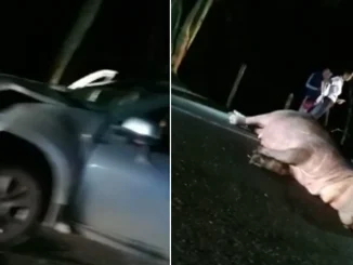 Hipopótamo muerto en Puerto Triunfo