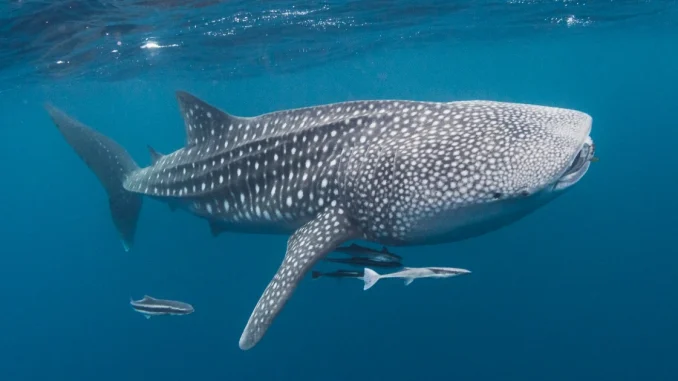 Tiburón ballena