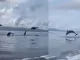 Delfines saltando, mar antioqueño, avistamiento, Urabá, Necoclí, video, viral, Q’Hubo Medellín