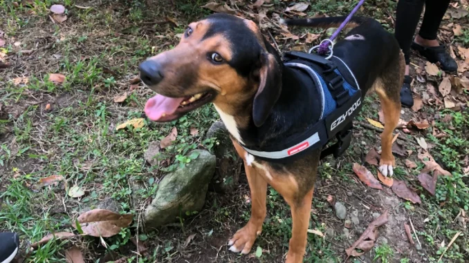 Adoptaron a Majim Buu, primer perro de La Perla con cirugía en 3D