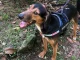Adoptaron a Majim Buu, primer perro de La Perla con cirugía en 3D