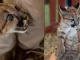 Rescate, autoridades ambientales, crías, pumas, animales silvestres, felinos, Pereira, zoológico, Q’Hubo Medellín