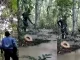 Repudiable acto: Cazadores mataron a balazos a un jaguar