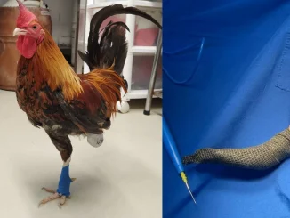 Gallo, gallo Emilio, animal, veterinarios, Universidad Ces, Alcaldía de Medellín, maltrato animal, noticias Medellín, Q’Hubo Medellín