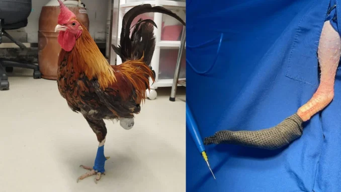 Gallo, gallo Emilio, animal, veterinarios, Universidad Ces, Alcaldía de Medellín, maltrato animal, noticias Medellín, Q’Hubo Medellín