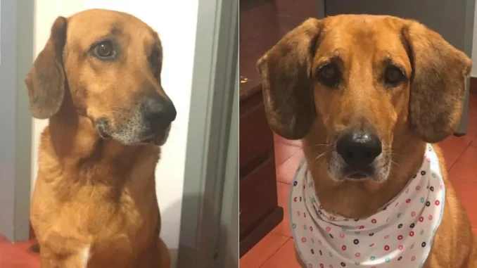 Condenan-a-falso-veterinario-en-Sabaneta