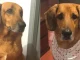 Condenan-a-falso-veterinario-en-Sabaneta
