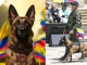 búsqueda de Wilson, Wilson, perro rescatista, Guaviare, niños del Guaviare, selva, rescate, Ejército Nacional, Colombia, noticias Wilson, Q’hubo de hoy, Q’Hubo Medellín