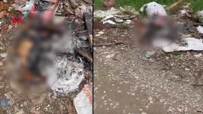 El perro fue encontrado por algunos vecinos que llamaron a las autoridades de La Estrella.