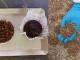 Harina de gusano, Universidad Nacional, ingenieros, innovación, alimentos, Q’Hubo Medellín
