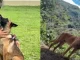 Perro-Wilson