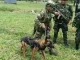 Perro-que-buscaba-a-menores-en-el-Guaviare-