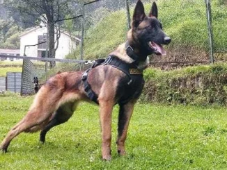 Oficialmente se suspenden las operaciones de búsqueda de Wilson, el perro rescatista. .