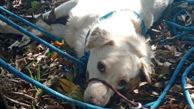 Rescataron-perro-que-fue-lanzado-al-río-Medellín