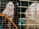 mono cariblanco, fauna silvestre, Bello, La Maruchenga, Área Metropolitana, rescate, Q’Hubo Medellín