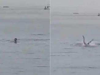 Turista-es-devorado-por-un-tiburón-