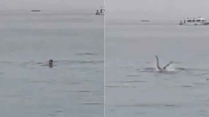 Turista-es-devorado-por-un-tiburón-