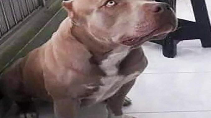 El perro fue cruelmente asesinado por un hombre en el barrio Las Margaritas de Medellín.