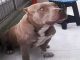 El perro fue cruelmente asesinado por un hombre en el barrio Las Margaritas de Medellín.
