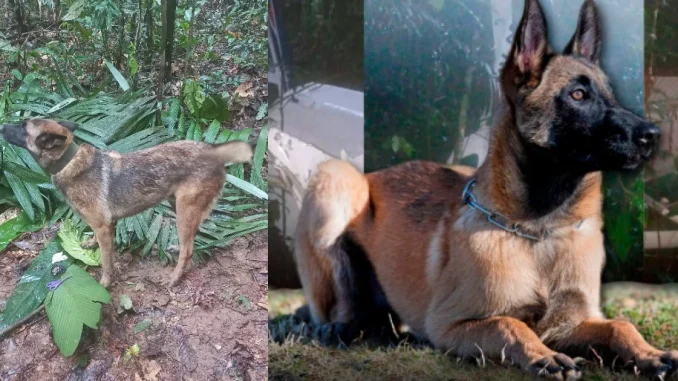 Wilson es un perro pastor belga de 6 años que continúa desaparecido tras participar en la búsqueda de los pequeños en Guaviare.