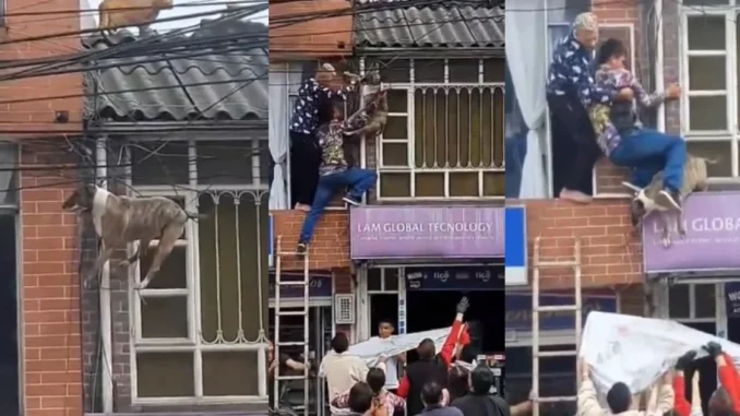 Rescate de un perro que quedó atrapado en cables de electricidad