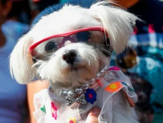 Así será la Caminata Canina de la Feria de las Flores 2023.
