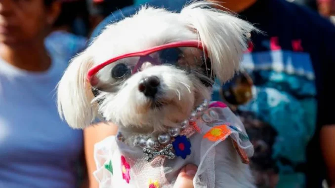 Así será la Caminata Canina de la Feria de las Flores 2023.