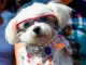 Así será la Caminata Canina de la Feria de las Flores 2023.