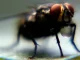 Mosquitos