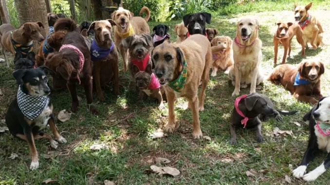 Perritos-de-Mi-Manada-y-Yo-