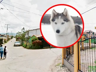 Perro cota