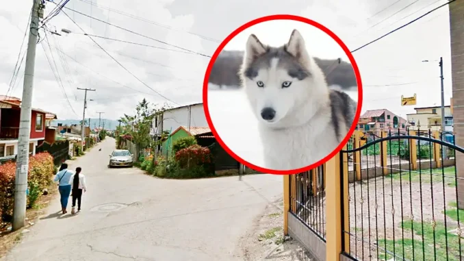 Perro cota